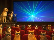 Proprietarii de pisici din Satu Mare cer și ei „răsfăț” de Revelion: un ecran uriaș în Piața 25 Octombrie cu imagini dedicate felinelor